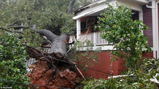 Mất[-]nhà[-]vì[-]bão[-]Irma,[-]cá[-]sấu[-]lang[-]thang[-]ở[-]Florida