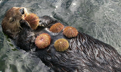 Một[-]con[-]rái[-]cá[-]ăn[-]nhím[-]biển.[-]Ảnh:[-]vanaqua.org.