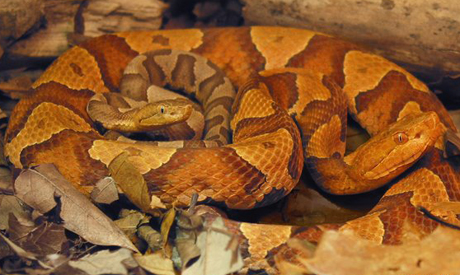 Một[-]rắn[-]cái[-]sinh[-]con[-]bằng[-]hình[-]thức[-]trinh[-]sản.[-]Ảnh:[-]BBC.