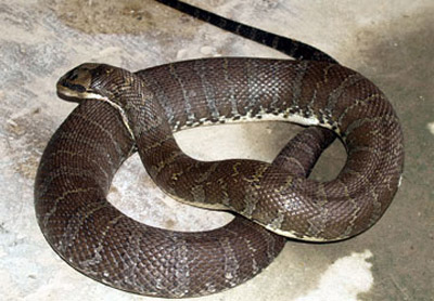 Rắn[-]vào[-]nhà[-]phố[-]cắn[-]người