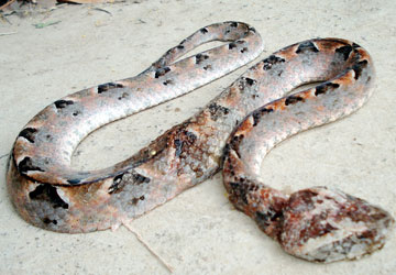 Một[-]con[-]rắn[-]độc[-]bị[-]đập[-]chết[-]nơi[-]trường[-]bắn[-]Chi[-]Lăng,[-]huyện[-]Tịnh[-]Biên,[-]An[-]Giang.[-]Ảnh:[-]V.SƠN