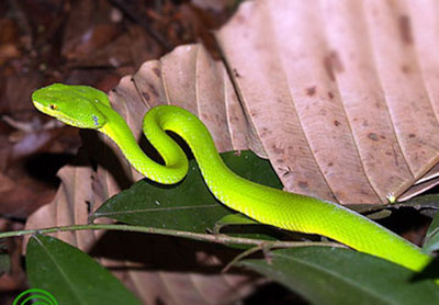 Rắn[-]lục[-]hay[-]đột[-]ngột[-]“viếng[-]thăm”[-]nhà[-]phố.