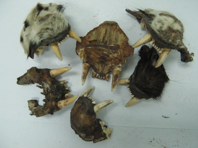 rang,[-]mong[-]dong[-]vat