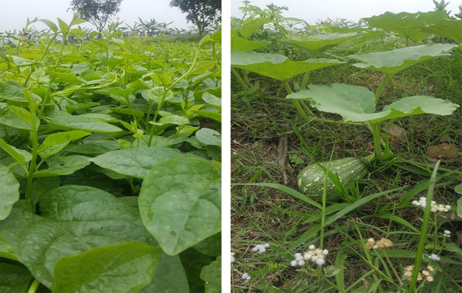 [-]Ăn[-]bao[-]nhiêu[-]rau[-]thì[-]đủ?