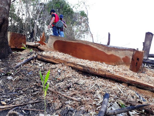 "Thảm[-]s&aacute;t"[-]rừng[-]tự[-]nhi&ecirc;n[-]để...[-]trồng[-]keo