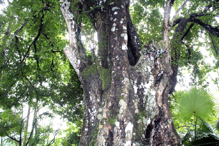 Đường[-]kính[-]gốc[-]thị[-]ngàn[-]năm[-]khoảng[-]5[-]-[-]6[-]người[-]ôm[-]không[-]xuể