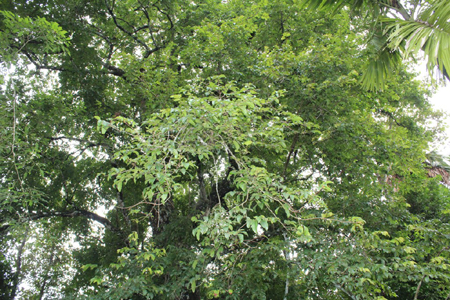 Tán[-]cây[-]thị[-]có[-]đường[-]kính[-]rộng[-]bao[-]trùm[-]khu[-]vườn[-]khoảng[-]30-40m