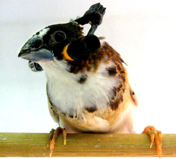 Robot[-]sâu[-]bướm[-]200[-]tuổi[-]nạm[-]kim[-]cương,[-]vàng,[-]ngọc[-]3