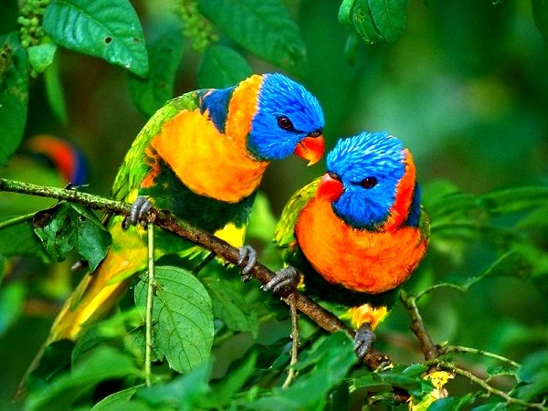 Robot[-]sâu[-]bướm[-]200[-]tuổi[-]nạm[-]kim[-]cương,[-]vàng,[-]ngọc[-]4