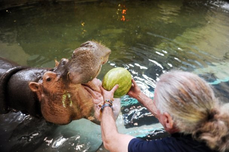 Nhân[-]viên[-]vườn[-]thú[-]Mesker[-]chăm[-]sóc[-]hà[-]mã[-]Donna.[-]Ảnh:[-]courrierpress.com.