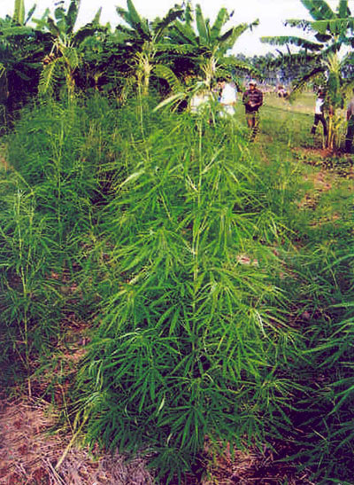 Chìm[-]trong[-]“cỏ[-]thơm”:[-]Trồng...[-]cỏ[-]tại[-]gia