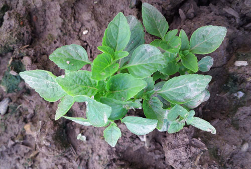 Chìm[-]trong[-]“cỏ[-]thơm”:[-]Trồng...[-]cỏ[-]tại[-]gia[-]1