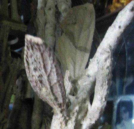 Sự[-]thật[-]về[-]cây[-]hóa[-]thạch[-]3[-]triệu[-]USD[-]ở[-]Thanh[-]Hóa