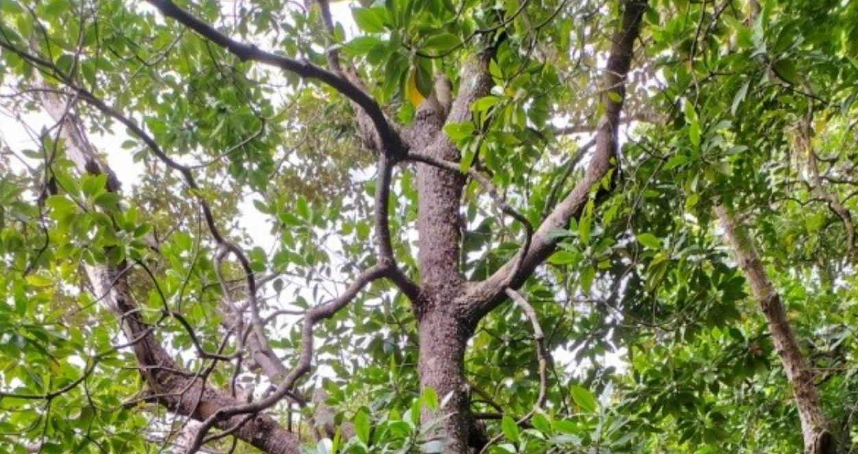 Vẹt[-]Hainesi[-]-[-]lo&agrave;i[-]c&acirc;y[-]ngập[-]mặn[-]mới[-]tại[-]C&ocirc;n[-]Đảo