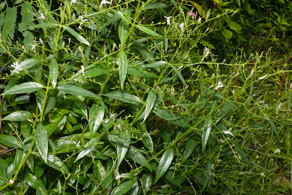 Xuyên[-]tâm[-]liên[-]vị[-]thuốc[-]hỗ[-]trợ[-]điều[-]trị[-]COVID-[-]19