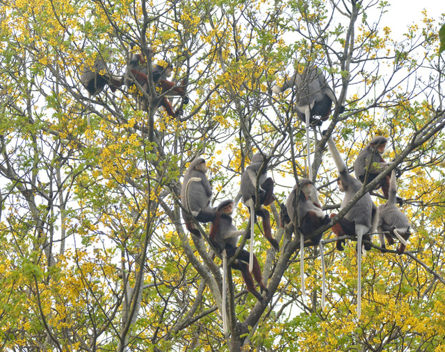 Quy[-]hoạch[-]du[-]lịch[-]Sơn[-]Trà[-]-[-]Không[-]còn[-]chỉ[-]là[-]quy[-]hoạch[-]hay[-]du[-]lịch