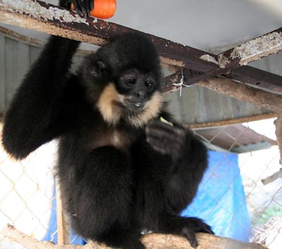 vuon[-]den[-]ma[-]hung