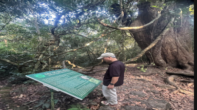 Thêm 15 cây cổ thụ được công nhận Cây Di sản Việt Nam