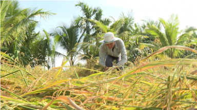 Hướng tiếp cận bền vững trong xử lý rơm rạ sau thu hoạch