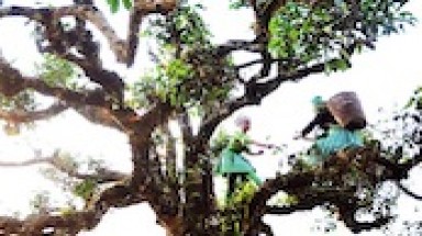 Chè shan tuyết cổ thụ là cây di sản và cũng là bảo vật