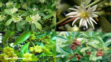 CÂY DI SẢN VIỆT NAM: Thêm 23 cây cổ thụ lọt vào danh sách Cây di sản Việt Nam