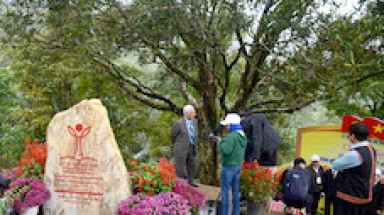 Quế - cây di sản, cũng là cây thuốc quý