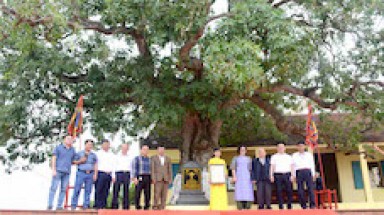  Cây hoa sữa gần 400 năm tuổi ở làng Đổng Viên được công nhận Cây Di sản Việt Nam