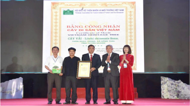 Cây vải cổ thụ tại khu vực đường hoa lê dài nhất Việt Nam được công nhận là Cây Di sản Việt Nam