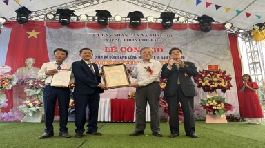  Hải Dương: Cây muồng ràng ràng 300 năm tuổi được công nhận Cây Di sản Việt Nam