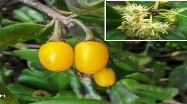 Găng néo – cây di sản cũng dùng làm thuốc