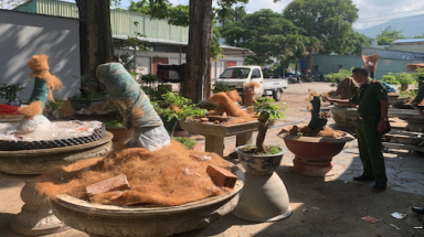 42 cây mai bị tịch thu và câu chuyện “nguồn gốc” không thể xem nhẹ