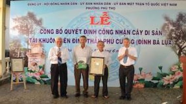  Thêm 3 địa phương ở TP. Thủ Dầu một và TP. Bến Cát (Bình Dương) được công nhận Cây Di sản
