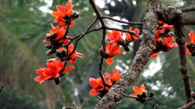 Cây gạo - Cây di sản, cũng là cây thuốc quý