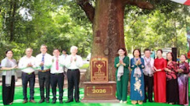 Hai cây cổ thụ tại Căn cứ Bộ Chỉ huy miền Nam được công nhận Cây Di sản Việt Nam