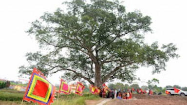 Ninh Bình đón Bằng công nhận Cây Di sản Việt Nam vào dịp Lễ Hội Đại đoàn kết các dân tộc Việt Nam