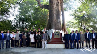  Lai Châu: 2 cây đa ở xã Than Uyên được công nhận là cây di sản Việt Nam