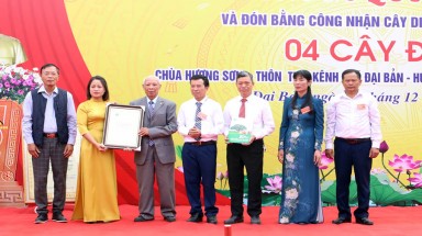  4 cây Đa tại hầm mộ cổ hơn 2.000 năm ở Hải Phòng được công nhận là Cây Di sản Việt Nam