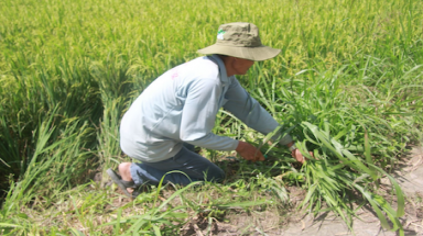 Giải pháp thay thế đốt hở: Không chỉ riêng công nghệ